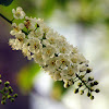 Chokecherry