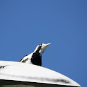 Magpie-lark (female)