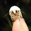 Salt Marsh Tiger Moth