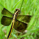 Dragonfly-Widow Skimmer (female)