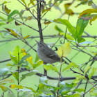 A grey bird. sparrow?