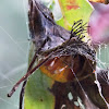 Araneus