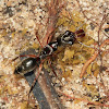 Trapjaw Ant