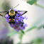 Snowberry Clearwing