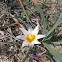 Crocus leaved romulea