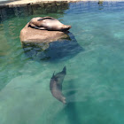 California sea lions