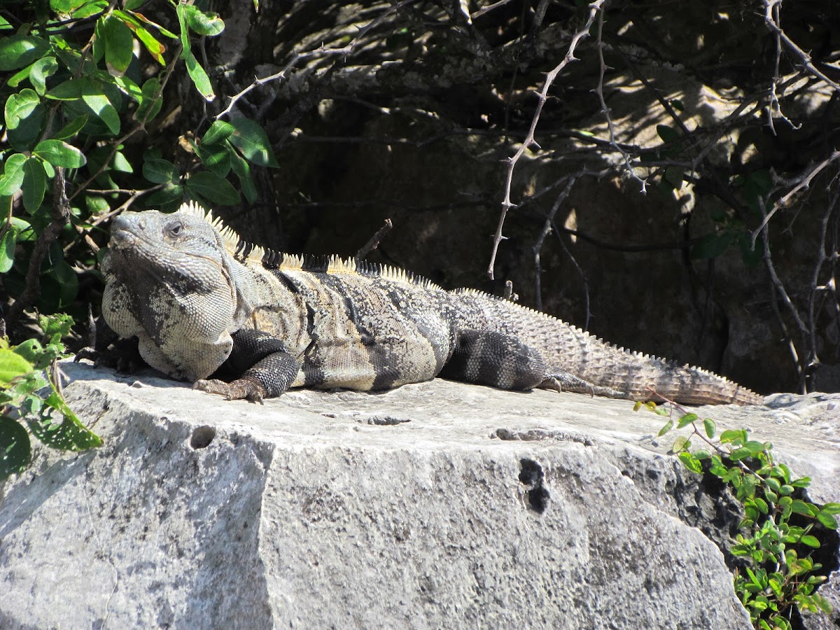 Black Iguana