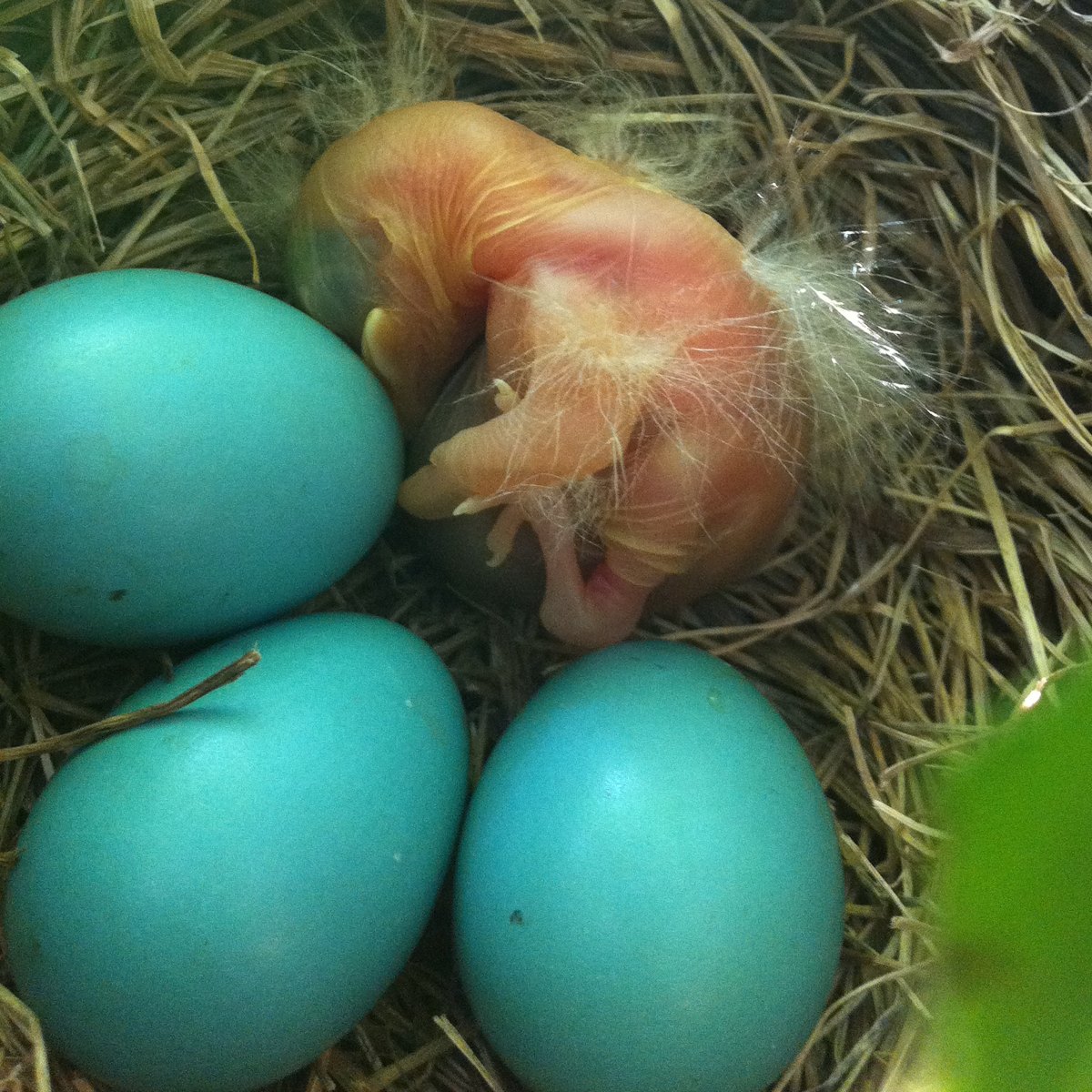 Newborn American Robin in Nest with eggs