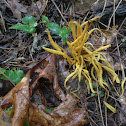 Yellow Club Fungus