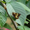 Symmomus Skipper