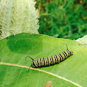 Monarch caterpillar