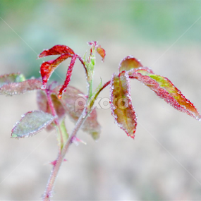 by Shakil Ahmed - Novices Only Flowers & Plants