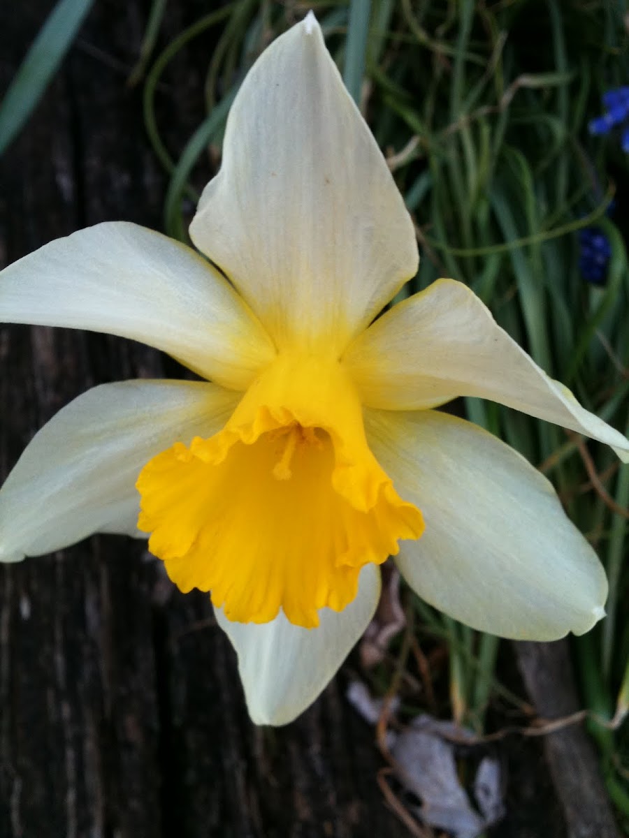 Daffodil