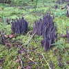Unbranched Purple Coral Mushroom