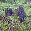 Unbranched Purple Coral Mushroom
