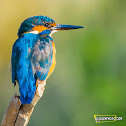 Common Kingfisher