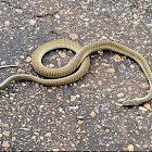 Rufous Beaked Snake (Haakneusslang)