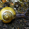 White-lipped Garden Snail (yellow form)