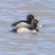 Ring-necked Duck