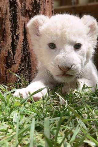 Baby Lions Puzzle