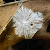 Mycelium