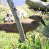 Hamerkop