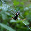 Trashline spider