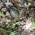 Eastern  Box Turtle