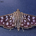 Crambit moth