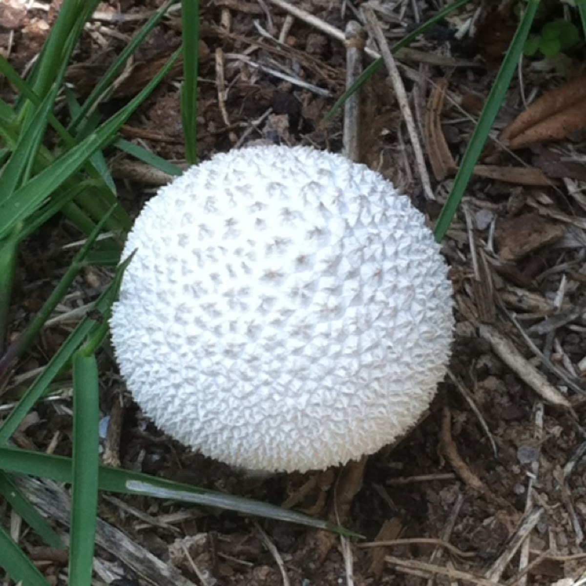 Common puffball