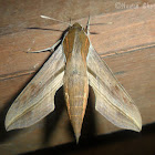 Hawk-Moth