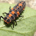 Asian Ladybug Larvae