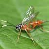 Orange Ichneumon Wasp