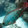 Red-band parrotfish