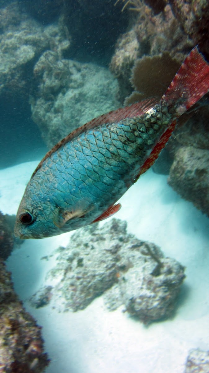 Red-band parrotfish