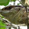Rock or White-throated Monitor