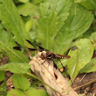 Common Whitetail(female)