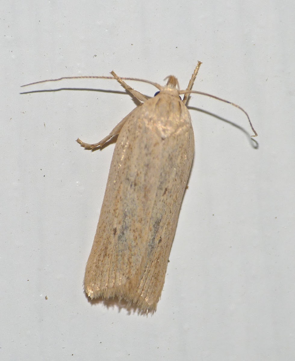 Grass miner moth