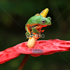 by Benny Sugiarto Eko Wardojo - Animals Amphibians