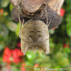 Tree Stump Orb Weaver Spider