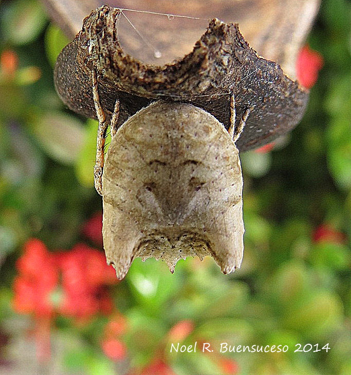 Tree Stump Orb Weaver Spider