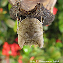 Tree Stump Orb Weaver Spider