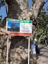 Ancient Tree Paramaulla