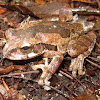 Common Mexican Tree Frog