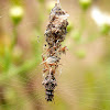 Trash Line Orb Weaver Spider