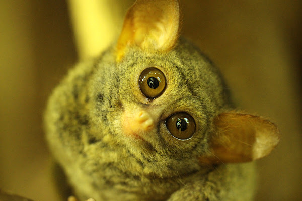 spectral tarsier project noah