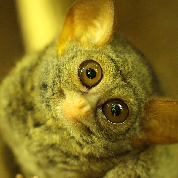 2020 Best Wildlife Photo Project Noah