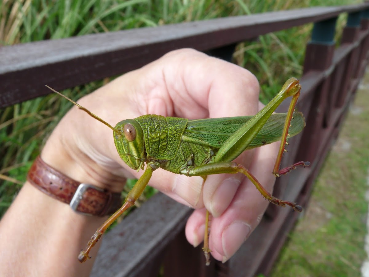 Huge grasshopper