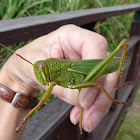Huge grasshopper
