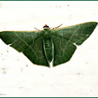 Emerald Geometrid Moth